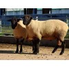 供应山东梁山县多胎肉羊养殖场